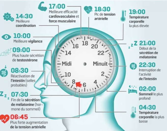 Horloge biologique et activités quotidiennes. © Le Parisien